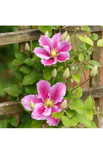 Квіти клематіса Піілу